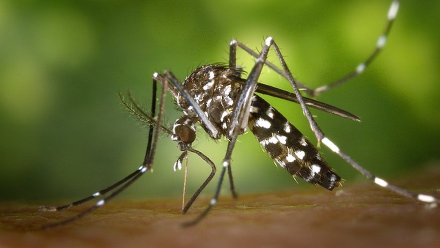 Tres casos endémicos de dengue en Occitania en pocos días: ¿cómo reconocer la enfermedad y protegerse contra ella?