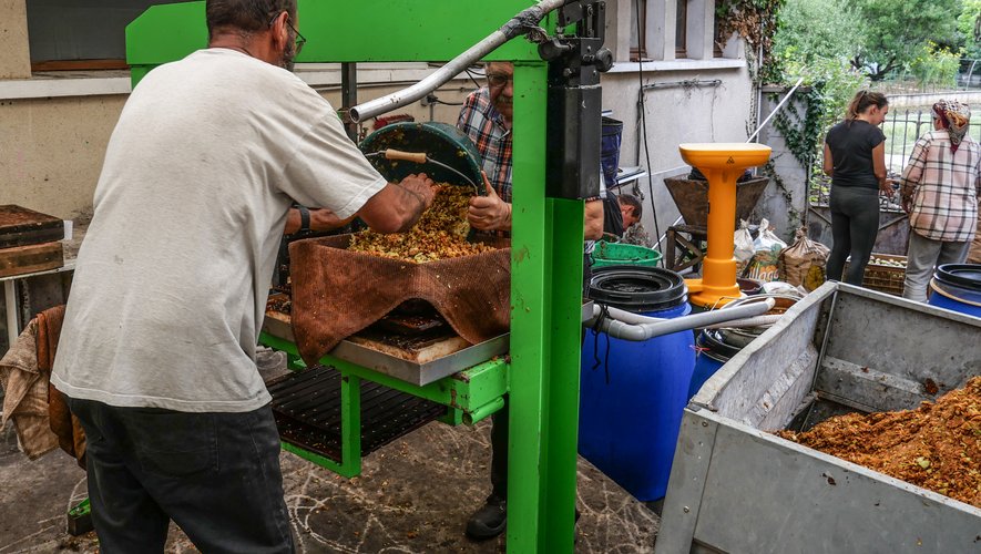 Après avoir broyé les pommes, les morceaux sont pressés.