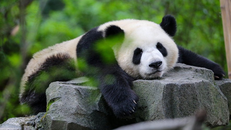Les pandas vivant loin de leur région d’origine sont globalement moins dynamiques que leurs congénères en liberté, selon une étude.