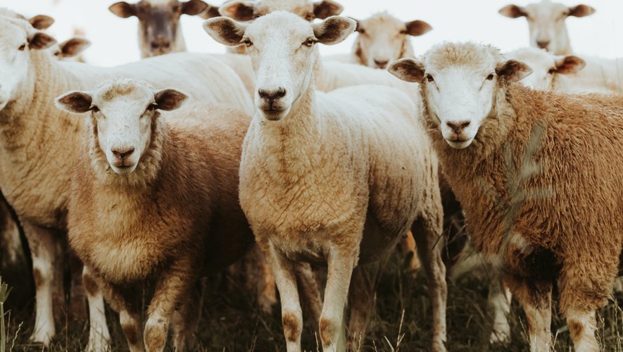 Parmi les ruminants, les ovins sont les plus touchés par cette fièvre.