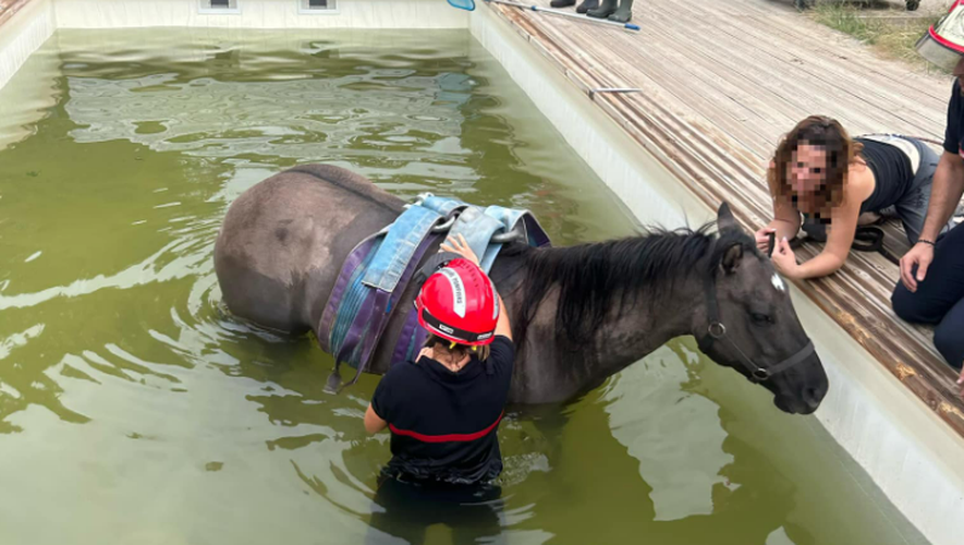 Grâce à un monte charge prêté par un voisin, les pompiers ont pu soulever le cheval hors de l'eau.