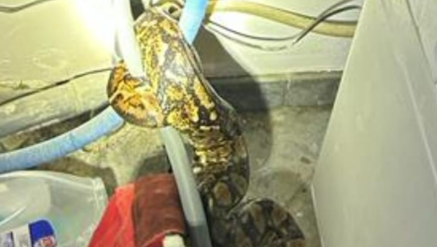 Le boa a été retrouvé dans un local, enroulé dans les tuyaux.