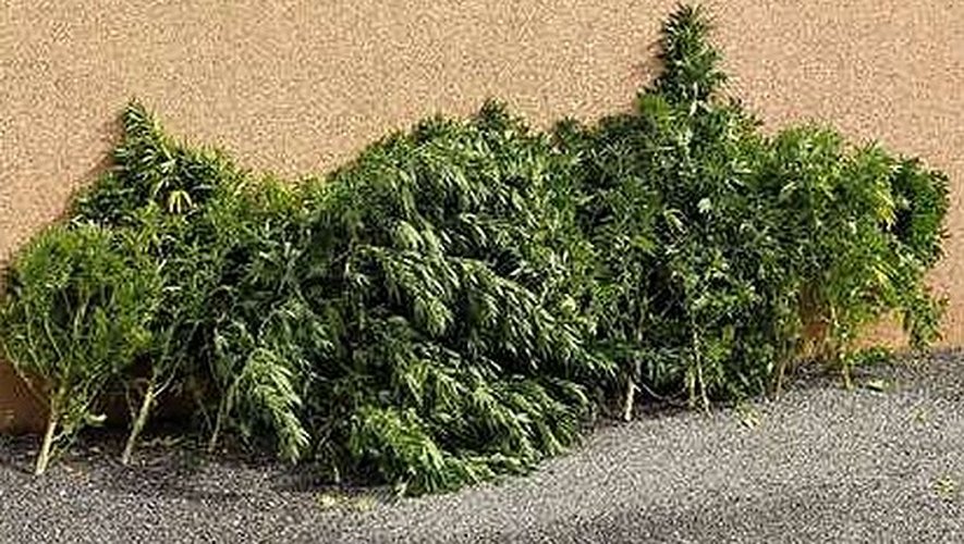 30 pieds de cannabis saisis à Marcillac.