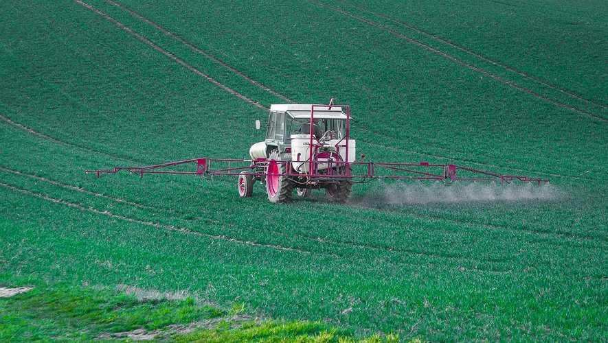 L'herbicide controversé pourrait être dangereux pour l’Homme, selon plusieurs études.
