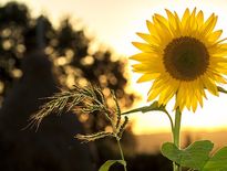 Certaines communes pourraient connaître pour la première fois plus de 30°C pendant un mois d'octobre.