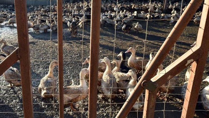 Une campagne de vaccination contre la grippe aviaire en France commence, ce 2 octobre.