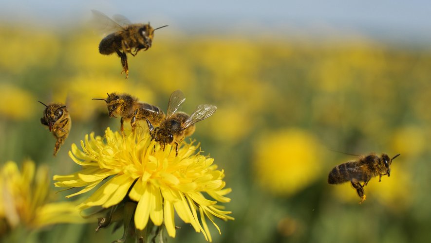 la faculté des abeilles à trouver des plantes pour butiner aurait diminué de moitié à cause de la pollution des voitures.