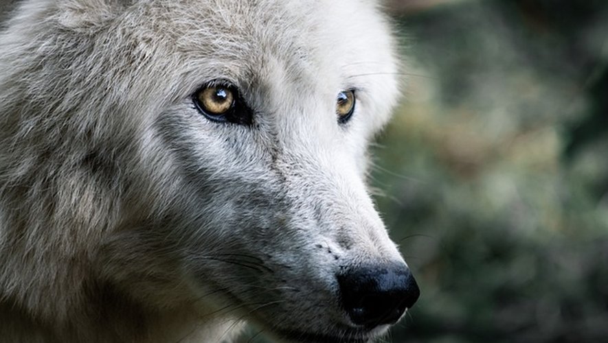 Un loup a été abattu, mardi soir, dans le Sud-Larzac.