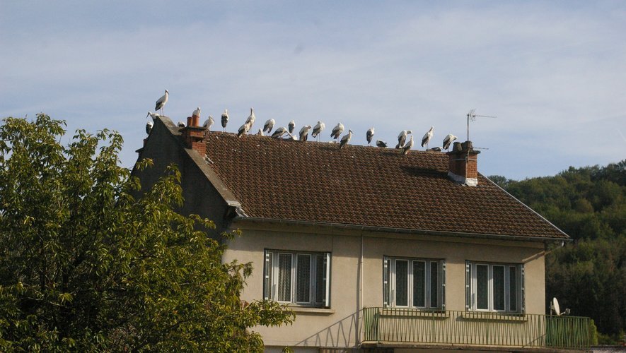 Quelque 100 cigognes étaient posées sur les toits d'Aubin ce jeudi matin, en Aveyron.