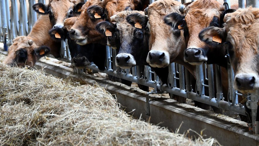 Des inquiétudes pèsent sur la filière bovine.