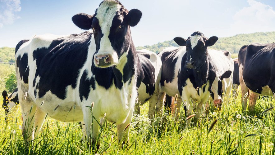 Pour réduire les émissions de gaz à effet de serre, des chercheurs américains viennent de se lancer dans un vaste projet de recherche visant à réduire la production de méthane, grâce à un processus de fermentation bactérienne chez les bovins de boucherie et les vaches laitières.
