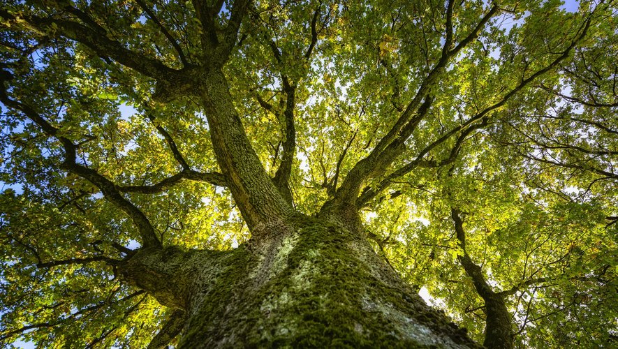 Les arbres représentent l’un des plus puissants puits de carbone de la planète. Mais si les températures globales continuent d’augmenter, certains pourraient au contraire contribuer à la mauvaise qualité de l'air.