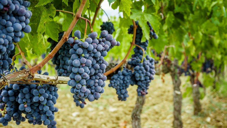 Le changement climatique pourrait contribuer partiellement et jusqu'à un certain point à l'amélioration de la qualité du vin.