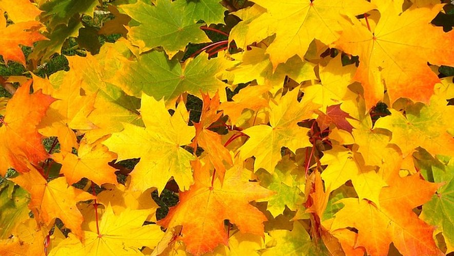 Autunno: perché le foglie cambiano dal verde al rosso durante la stagione?