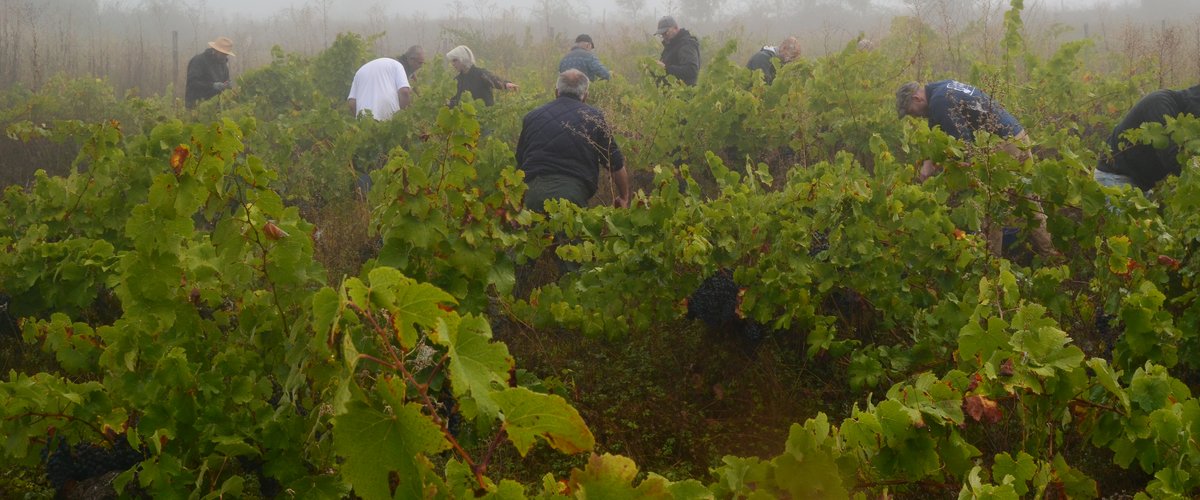 Aveyron : à Coubisou, le travail à l’ancienne avec le vigneron Éric Bousquet