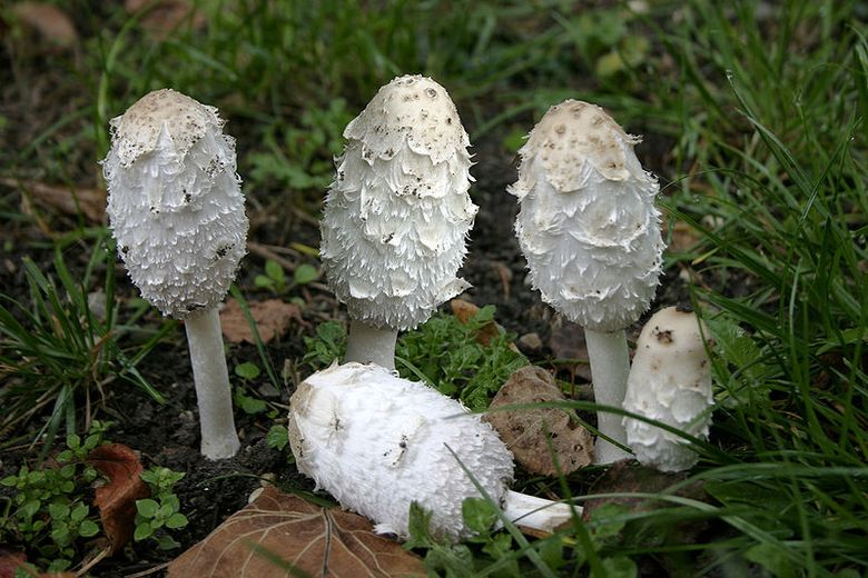 Le coprin chevelu.