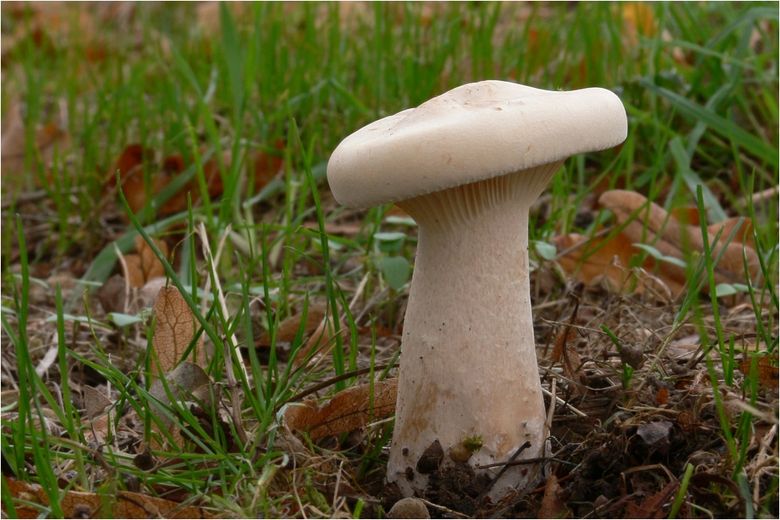 Ils sont méconnus : sans oublier cèpes et girolles, voici quelques