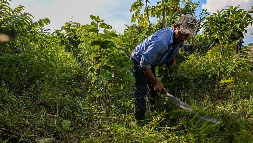 Nichée au nord du pays, à la frontière avec le Mexique et le Belize, cette immense réserve de plus de 2,1 millions d'hectares où vivent 200.000 personnes, est passée de 20% à 33% de déforestation entre 2000 et 2022.