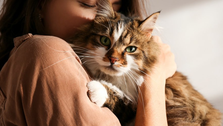 La ronronthérapie : le bien-être par le chat ?