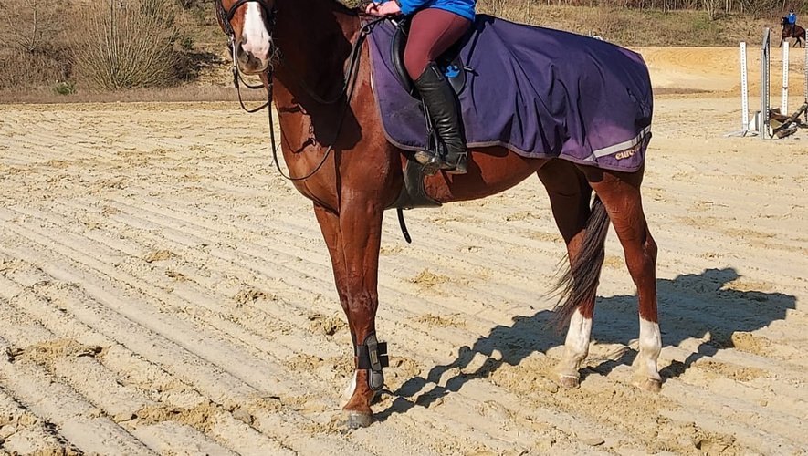 A Saumur, une matinée classique se passe à cheval avec le travail de dressage, de saut d'obstacles et de cross.