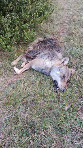 Un loup a été abattu au début du mois d'octobre.