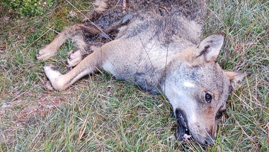 Un loup a été abattu au début du mois d'octobre.
