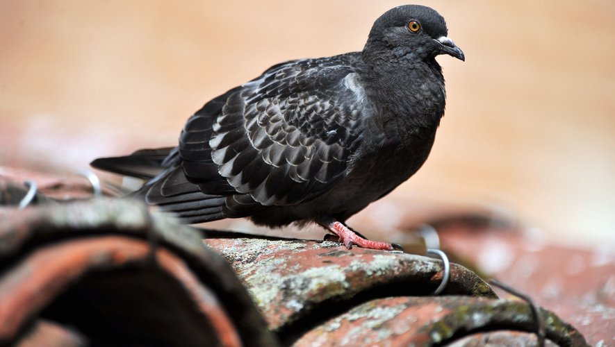 Les pigeons sont de plus en plus nombreux dans la bastide.
