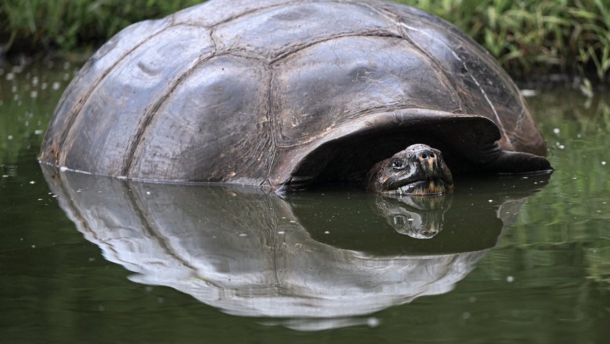 Sur les 15 espèces de tortues géantes qui vivaient autrefois aux Galapagos, trois se sont éteintes au cours des derniers siècles.