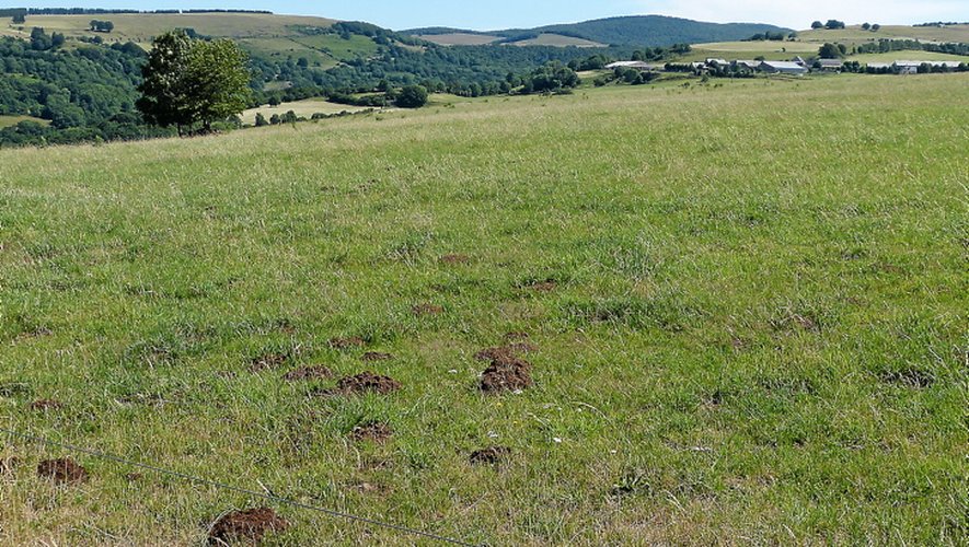 Aveyron : enfin une solution trouvée contre le fléau du campagnol ...