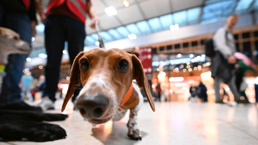 Tenus par de longues laisses, trois chiens affectueux patrouillent dans l'aéroport international de Berlin. Leur mission: apaiser les voyageurs.