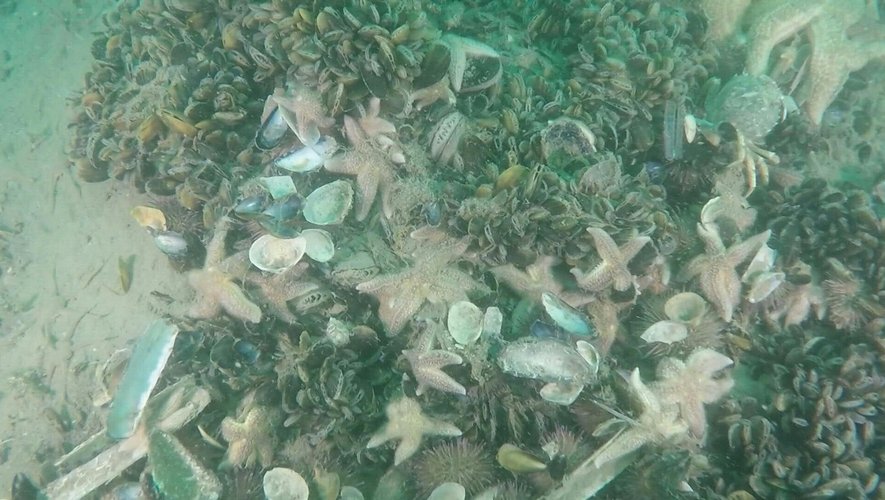 Pour lutter contre l'érosion côtière, la Belgique teste une solution: la création au large d'un récif naturel de moules.