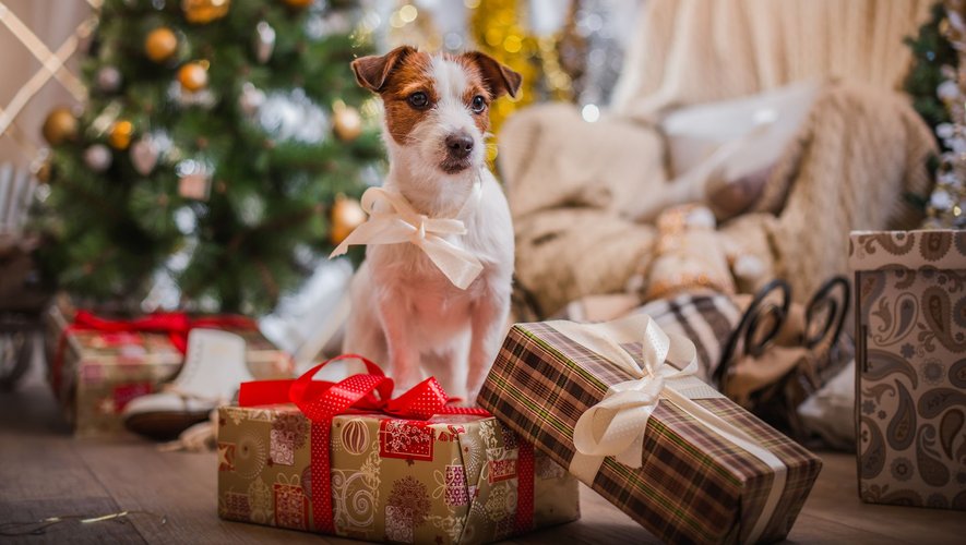 Pourquoi adopter un animal à Noel n’est pas une bonne idée