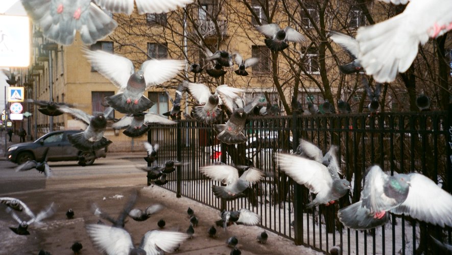 Le population des pigeons devient problématique à Millau