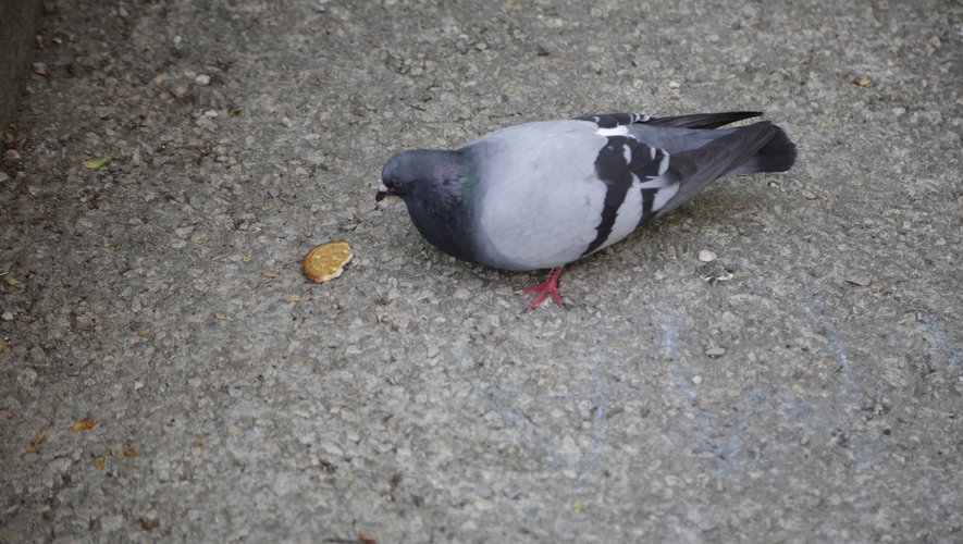 Les pigeons, souvent trop nombreux, ne sont pas les bienvenus.