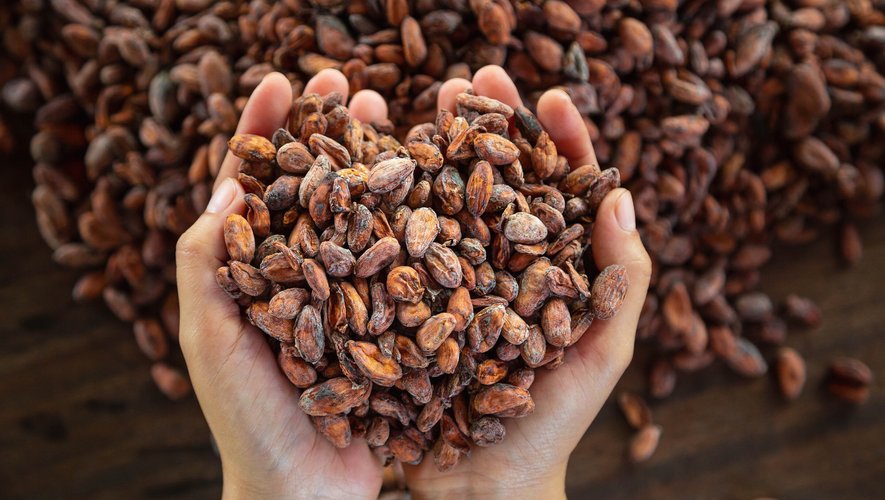 Un complément quotidien en extraits de cacao n'a pas forcément d'effets bénéfiques sur le fonctions cognitives, sauf chez les personnes ayant un régime alimentaire peu équilibré, révèle une étude.