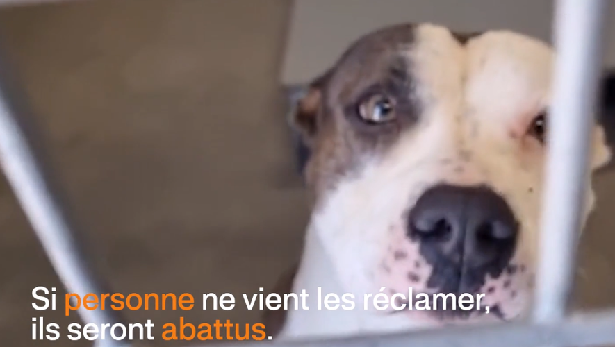 Chaque année, des milliers de chiens sont abattus dans les fourrières françaises.