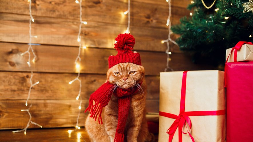 Plus d'un tiers des Français déclarent ne pas aimer le stress engendré par la recherche des cadeaux pour les fêtes de fin d'année.