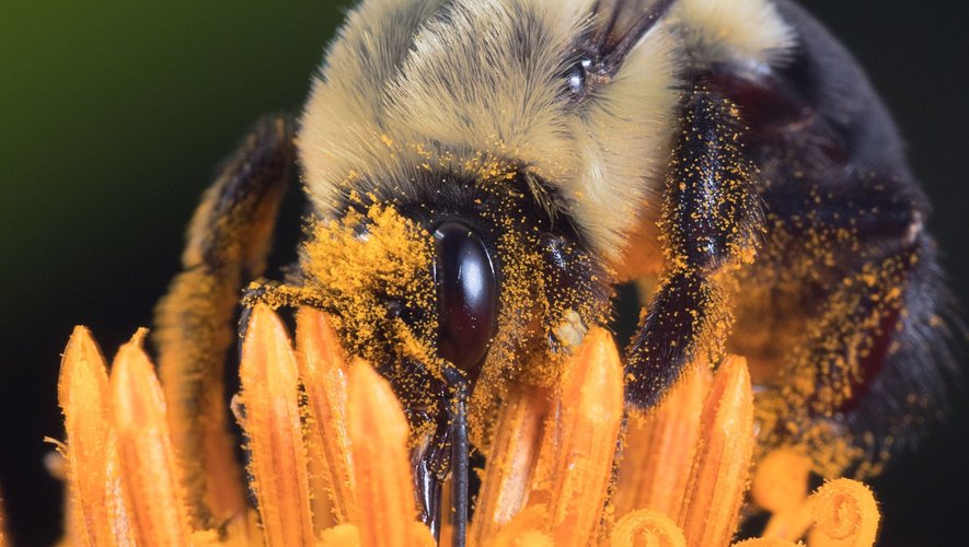 Des chercheurs ont reproduit la structure des yeux d'insectes comme les abeilles pour construire un nouveau type de boussole, qui contrairement aux modèles traditionnels basés sur le champ magnétique terrestre, est insensible aux perturbations électroniques.