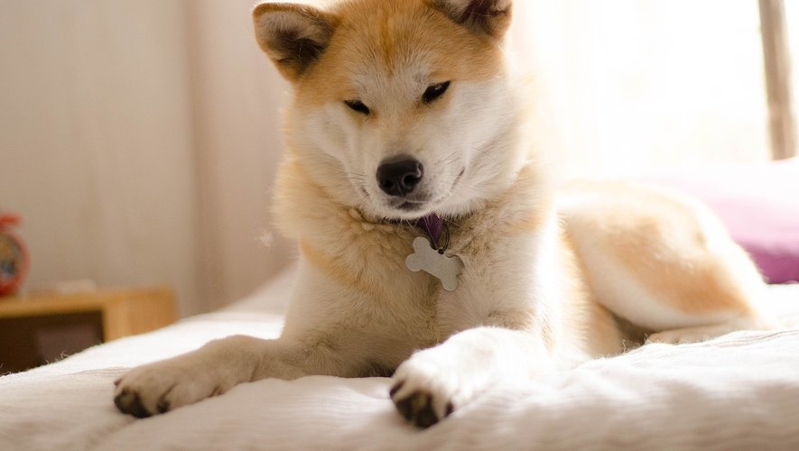 Le chien du préfet du Tarn est une femelle Akita de 3 ans.