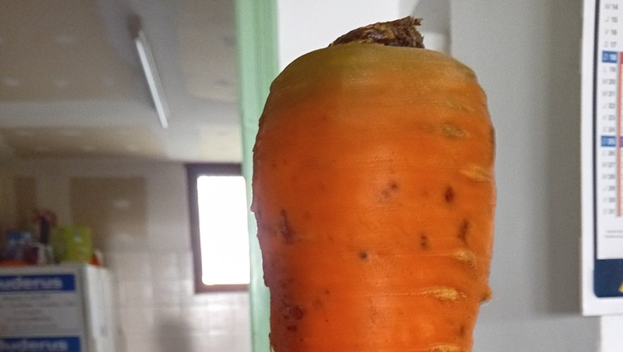 Une carotte de 960 g !