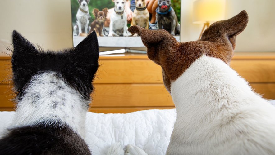 Plusieurs facteurs influeraient sur l'intérêt que portent les chiens à la télévision.