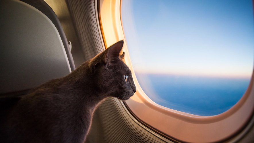 La compagnie aérienne nippone StarFlyer ouvre les portes de ses avions aux animaux domestiques, moyennant 50.000 yen (environ 310 euros).