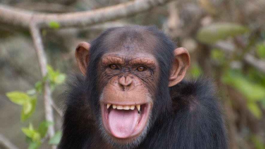 Les grands singes semblent faire uniquement preuve de taquinerie quand ils sont détendus, d'après une étude américano-allemande.