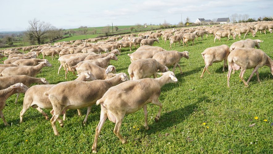 L'Aveyron est le premier cheptel ovin français…
