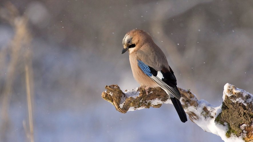 Il ne faut nourrir les oiseaux du jardin que lors de la saison hivernale, c’est-à-dire de la mi-novembre à la fin mars, rappelle la LPO (Ligue de Protection des Oiseaux).