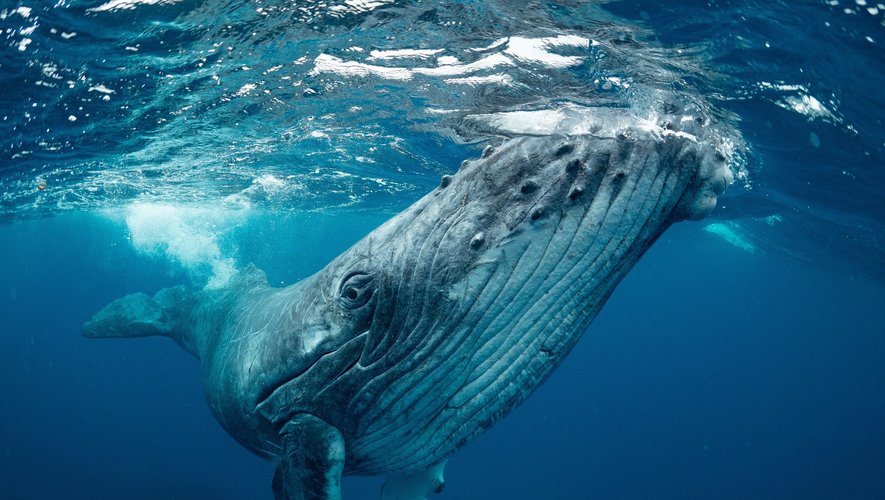 En retrouvant les flots il y a environ cinquante millions d'années, les ancêtres des baleines ont dû adapter leur système de communication pour éviter la noyade.
