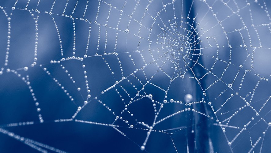 Des chercheurs australiens de l'université Curtin (Perth) proposent de séquencer les génomes des espèces étudiées en les capturant dans des toiles d'araignée.