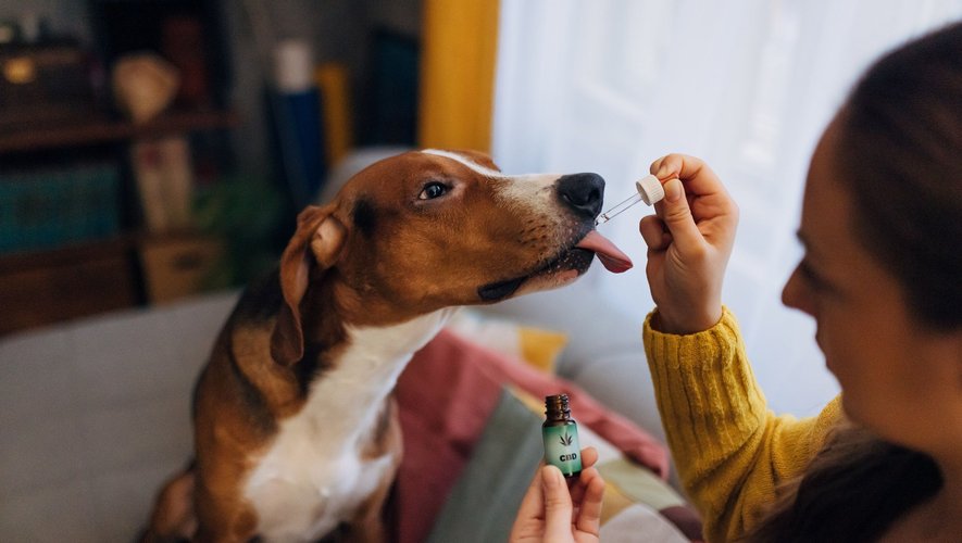Les cannabinoïdes soulageraient les chiens souffrant de lupus érythémateux discoïde, d'après une étude brésilienne.