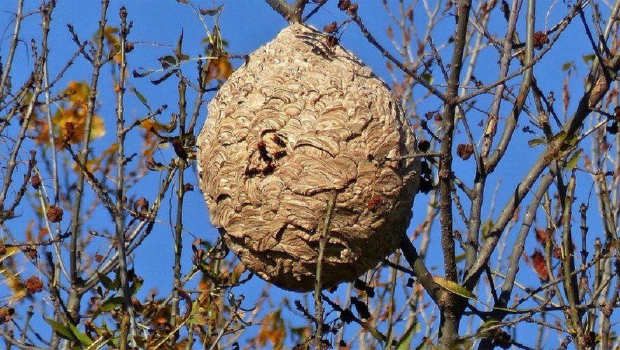 Les nids de frelons asiatiques forment de grosses boules, ressemblant à du papier mâché.