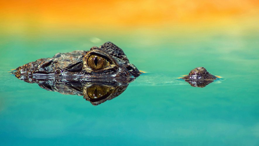 Un crocodile rôde-t-il dans les eaux de La Grande-Motte ?